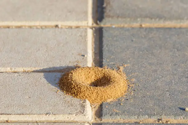 Photo of Single round anthill on cobblestone