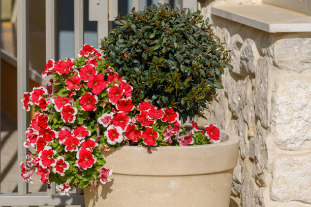 istock Big red petunias and syzygium tree 1139212442