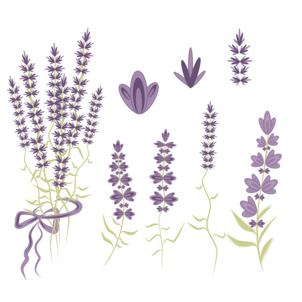 Set Vector Elements for  Lavender design in the style of Provence, lavender flowers to create a romantic gentle compositions. vector art illustration