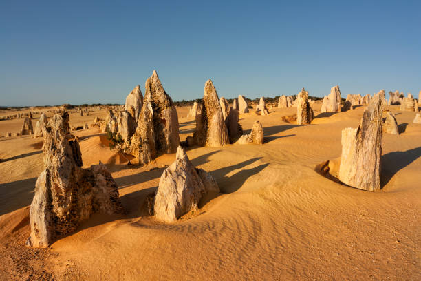 The Pinnacles The Pinnacles of Nambung National Park are amazing natural limestone structures, some standing as high as five metres. Pinnacles were formed approximately 25,000 to 30,000 years ago, after the sea receded and left deposits of sea shells. Western Australia. nambung national park stock pictures, royalty-free photos & images