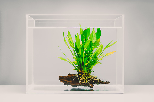 Clear fish tank with aquatic plant for fish pet environment