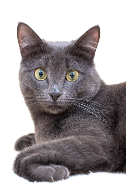 istock Portrait of grey cat on white background 1139215770