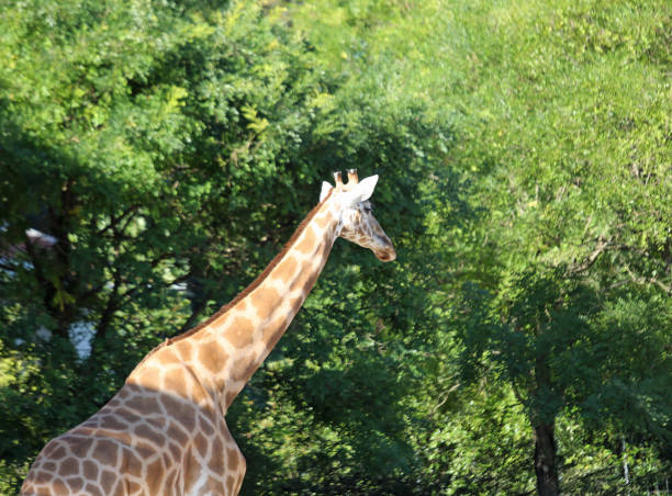 istock giraffe with long neck in the safari park 1139217531