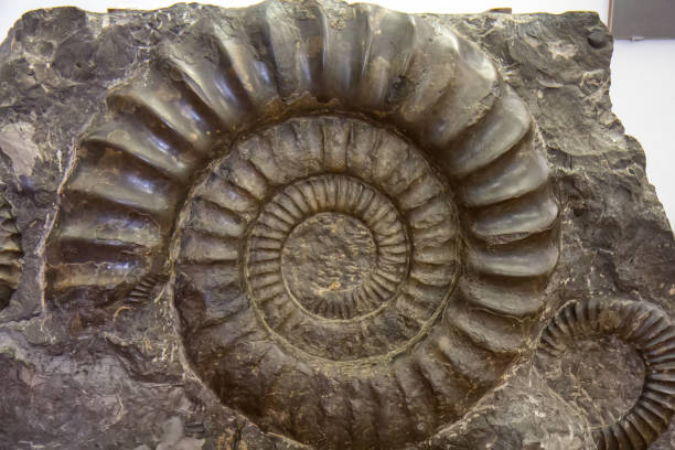 istock Spiral Ammonite fossil in the stone 1139218025