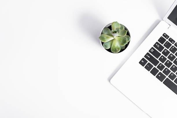 succulent plant and laptop stock photo