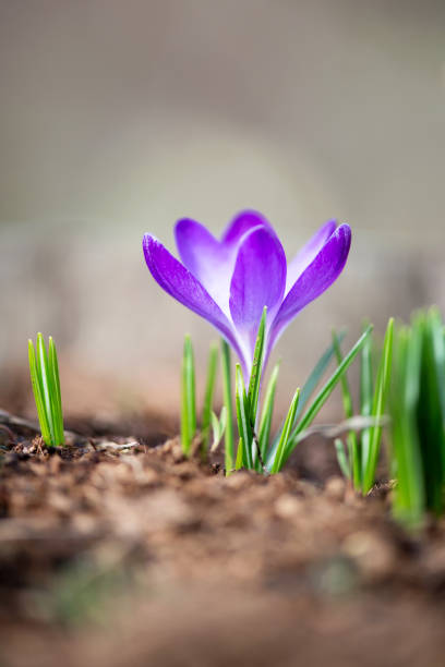 vue de dessus de la floraison crocus pourpre dans le jardin printanier-focus électif, espace de copie - blossom growth plant flower photos et images de collection