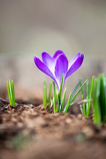 Top view of flowering purple crocus in spring garden - elective focus, copy space