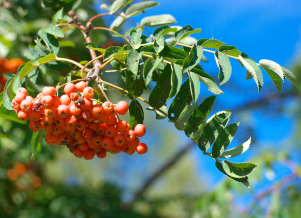 istock ashberry at dry sunny summer day 1139220546
