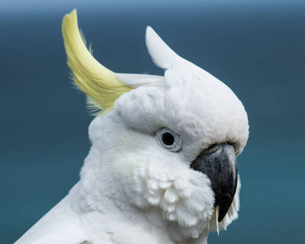 istock Sulphur Crested Cockatoo 1139220748