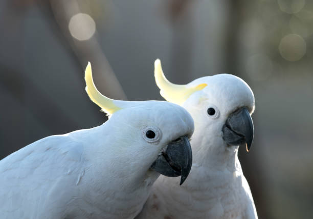 istock Sulphur Crested Cockatoo 1139220888