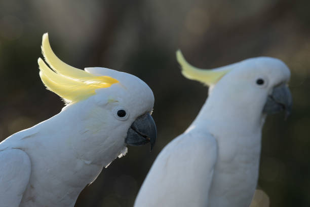 istock Sulphur Crested Cockatoo 1139220898