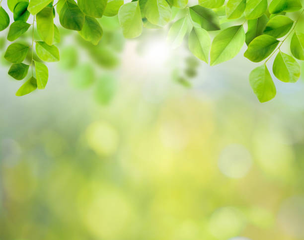 istock green leaves background and layout 1139223331
