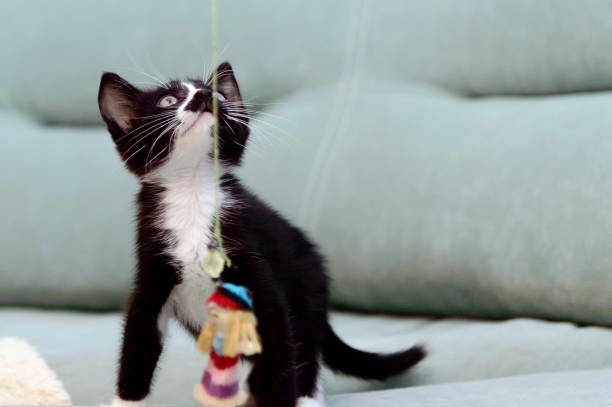 istock A little black kitten with white breasts is playing. 1139225467
