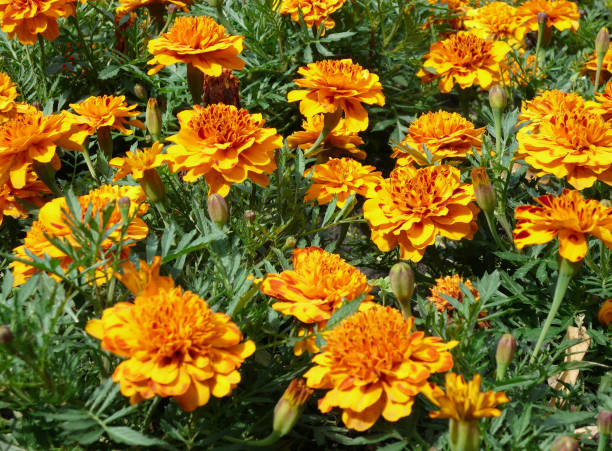 istock yellow flowers on flowerbed 1139225497