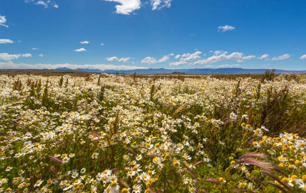 Field of flowers in Patagonia Field of daisies and papyruses in Patagonia region of Argentina horizon over land stock pictures, royalty-free photos & images