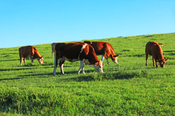 istock A few cows grazing on the slopes 1139227287