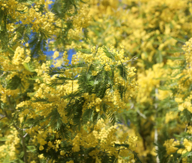 istock flowered tree with yellow mimosa flowers blossomed in spring 1139227431
