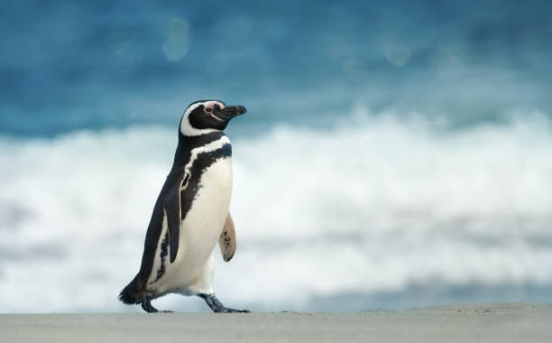 istock Magellanic penguin walking on a sandy beach 1139228380