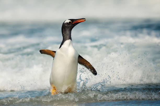 istock Gentoo penguin coming on shore from stormy waters 1139228383