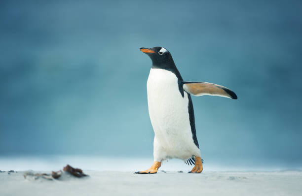 fermez-vous vers le haut d’un gentoo marchant sur le rivage - manchot photos et images de collection