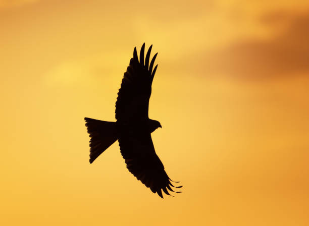 istock Silhouette of a red kite in flight 1139228485