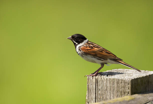 istock Common reed bunting perched on a wooden post 1139228497