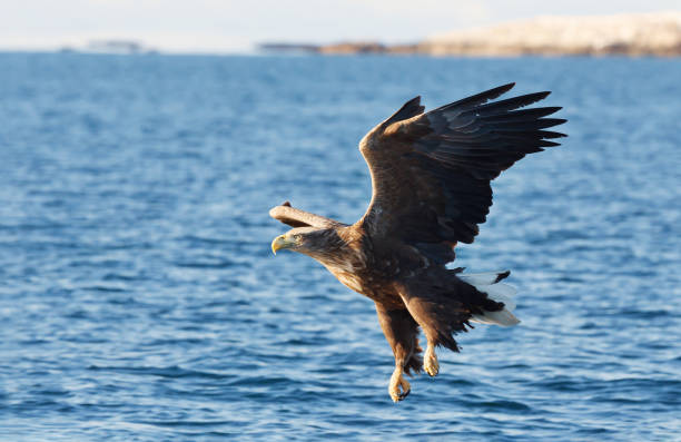 istock Close-up of a White-tailed sea Eagle in flight 1139228650