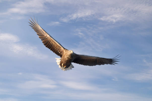 istock Close-up of a White-tailed sea Eagle in flight 1139228668