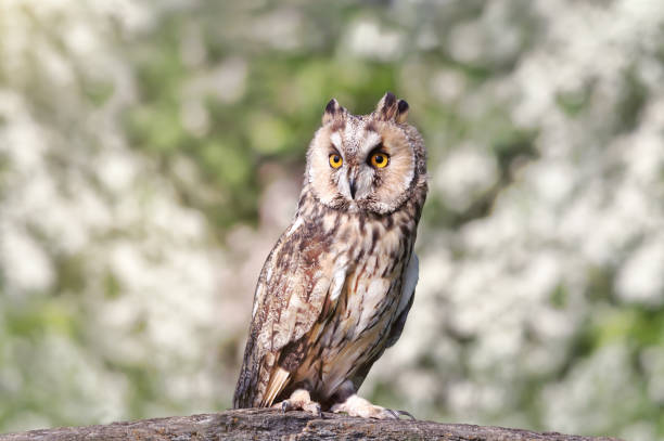 istock Close up of a Long-eared owl perching on a post 1139229439