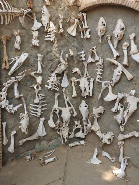 istock Animal bones hung on the wall as talismans, Africa. 1139230331