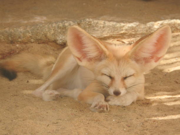 istock Wild Fox on the sand in Tunisia on a hot clear day. 1139230355