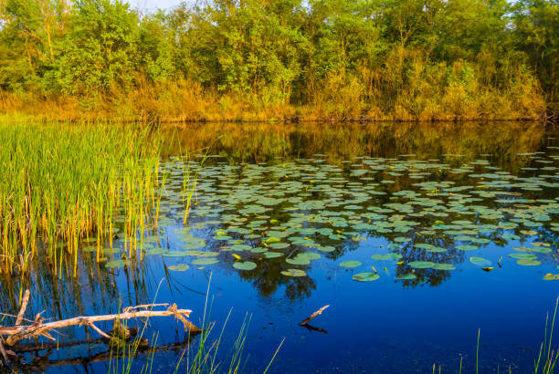 istock closeup beautiful summer river landsape 1139230398