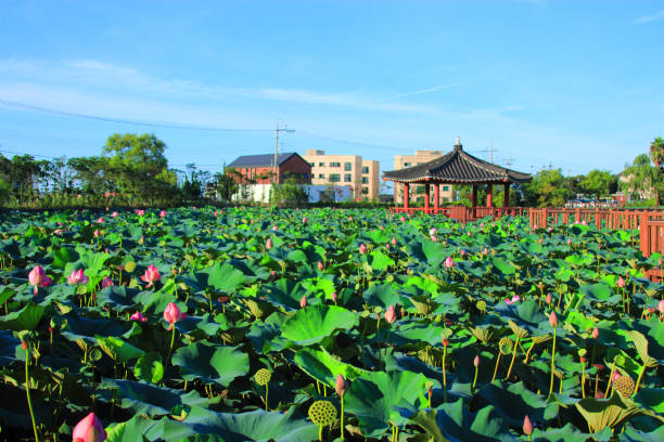 istock Flower garden, pond, Lotus, 1139230472