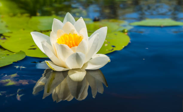 istock closeup white water lily floating on a lake 1139230566