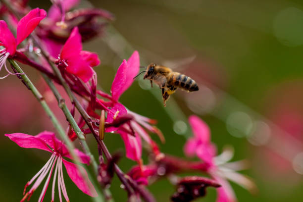 istock pink wild orchid flowers and bee thin elegant 1139232851