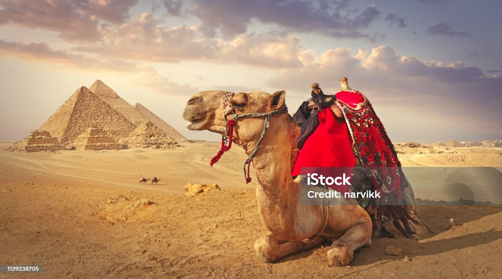 Camel and the pyramids in Giza Panoramic view of a resting camel and the pyramids in Giza Egypt Stock Photo