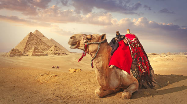 Camel and the pyramids in Giza Panoramic view of a resting camel and the pyramids in Giza giza stock pictures, royalty-free photos & images