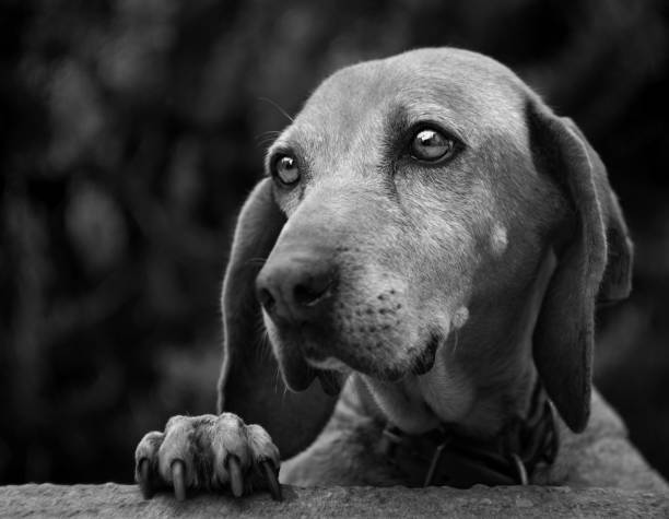 Dog with sad and beautiful eyes