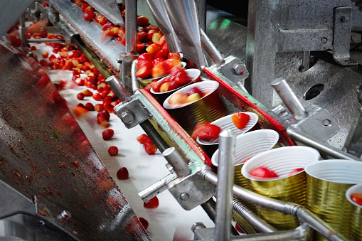 Production line filling fresh strawberries into cans