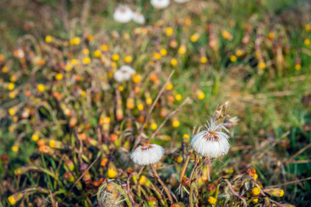 Tussilago farfara, commonly known as coltsfoot is a plant in the groundsel tribe in the daisy family Asteraceae. Flowers of a plant on a spring sunny day.