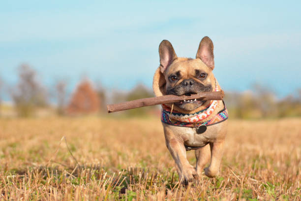 Happy small brown French Bulldog dog wearing a scarf around neck running towards camera playing fetch with wooden stick in muzzle in front of autumn landscape Sog action shot animal outdoor photography dog retrieving running playing stock pictures, royalty-free photos & images