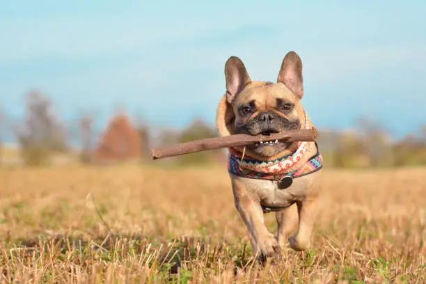 Sog action shot animal outdoor photography