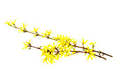 Forsythia branches with yellow flowers isolated on white background.