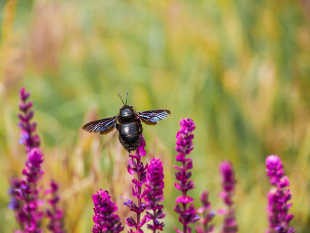 花の上のバイオレット大工蜂、クローズアップ。 - awe fly flower pollen ストックフォトと画像