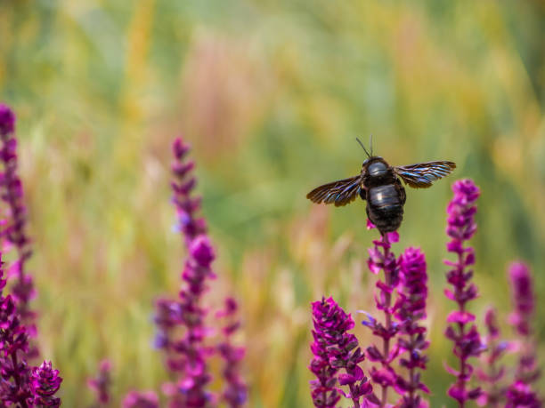 istock Violet Carpenter bee on a flower, close-up. 1139248418