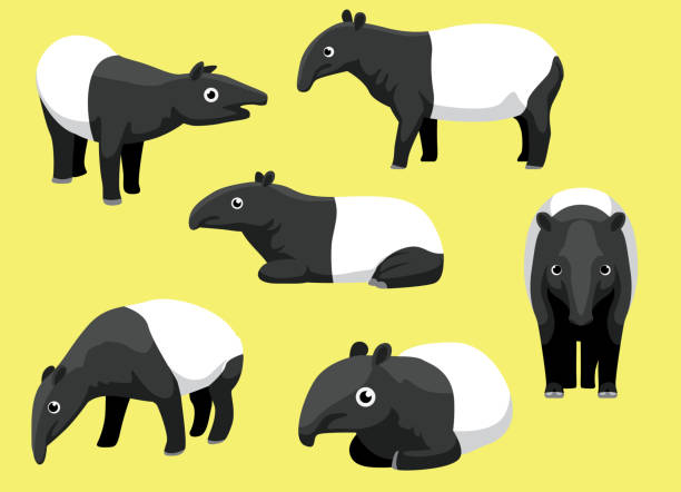 Various Malayan Tapir Poses Cartoon Cute Vector Animal Cartoon EPS10 File Format tapir stock illustrations