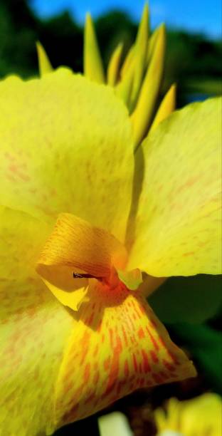 istock Yellow Lily flower 1139249834