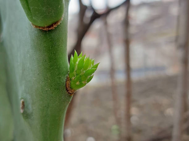 istock Opuntia cactus new growth in spring close up 1139249858
