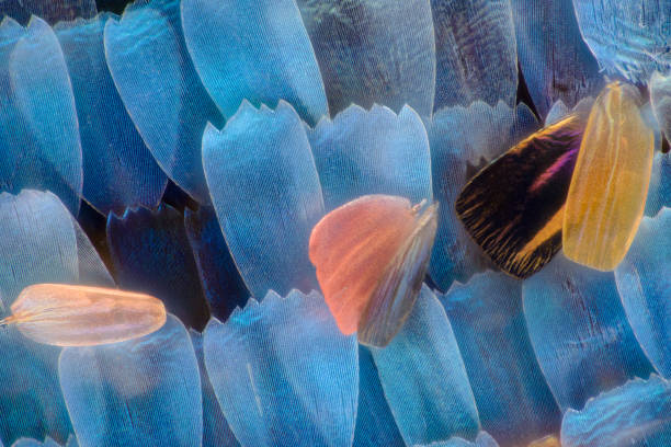 istock Extreme magnification - Butterfly wing Blue morpho (morpho peleides) wing, 50:1 magnification 1139252524