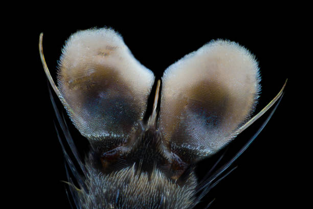 istock Extreme magnification - Fly paw at microscope, 50x magnification 1139252578